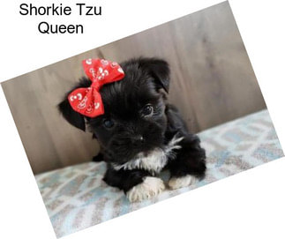 Shorkie Tzu Queen