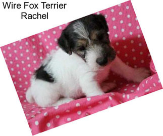 Wire Fox Terrier Rachel