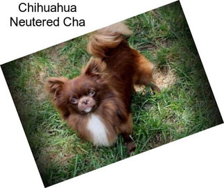Chihuahua Neutered Cha