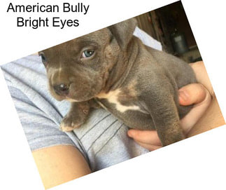 American Bully Bright Eyes