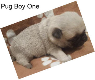 Pug Boy One