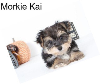 Morkie Kai