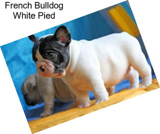 French Bulldog White Pied