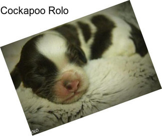 Cockapoo Rolo