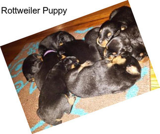 Rottweiler Puppy