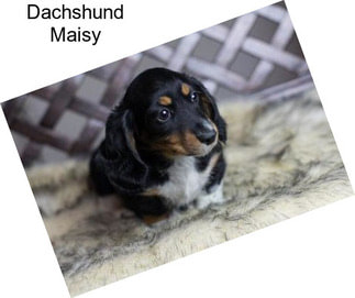 Dachshund Maisy