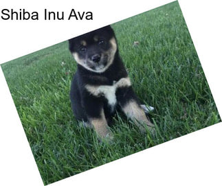 Shiba Inu Ava