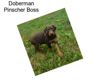 Doberman Pinscher Boss