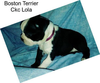 Boston Terrier Ckc Lola