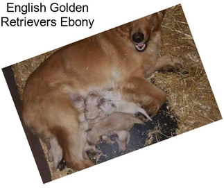 English Golden Retrievers Ebony