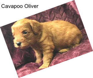 Cavapoo Oliver