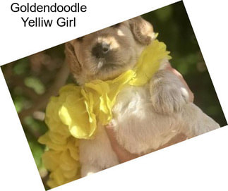 Goldendoodle Yelliw Girl