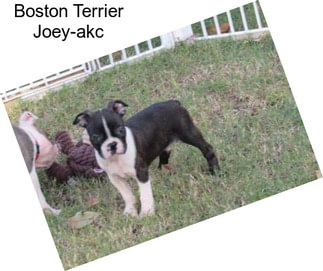 Boston Terrier Joey-akc