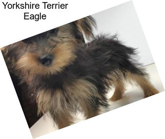 Yorkshire Terrier Eagle