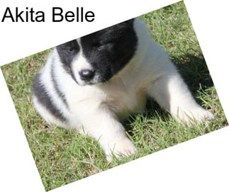 Akita Belle