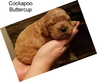 Cockapoo Buttercup