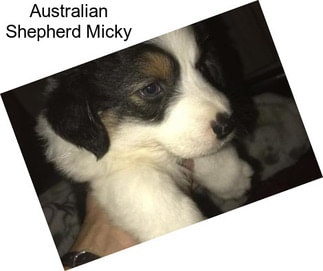 Australian Shepherd Micky