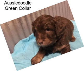 Aussiedoodle Green Collar