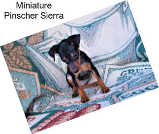 Miniature Pinscher Sierra