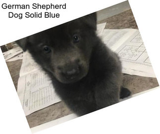 German Shepherd Dog Solid Blue