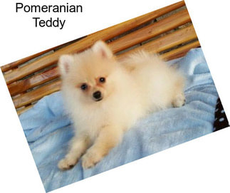 Pomeranian Teddy