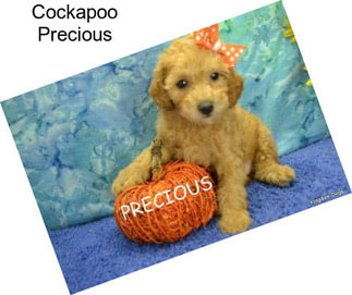 Cockapoo Precious