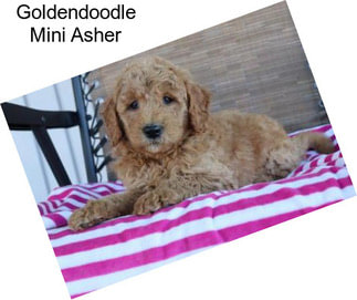 Goldendoodle Mini Asher
