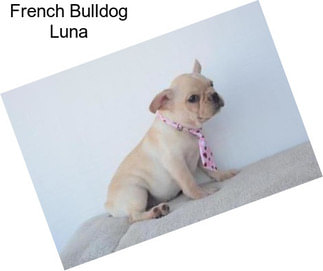 French Bulldog Luna
