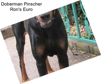 Doberman Pinscher Ron\'s Euro