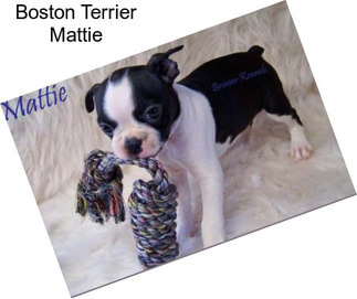 Boston Terrier Mattie