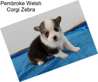 Pembroke Welsh Corgi Zebra