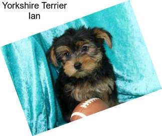 Yorkshire Terrier Ian