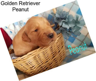 Golden Retriever Peanut