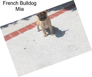 French Bulldog Mia