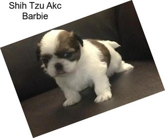 Shih Tzu Akc Barbie