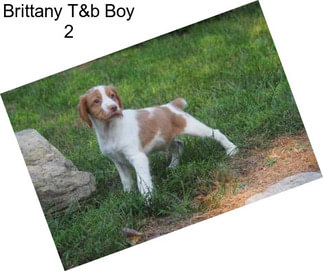 Brittany T&b Boy 2