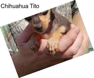 Chihuahua Tito