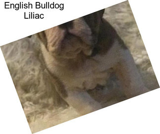 English Bulldog Liliac