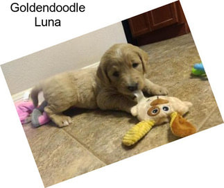 Goldendoodle Luna