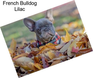 French Bulldog Lilac