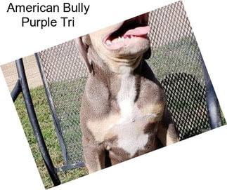 American Bully Purple Tri