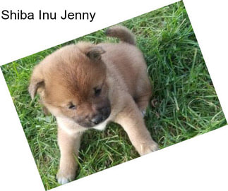 Shiba Inu Jenny