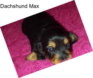 Dachshund Max