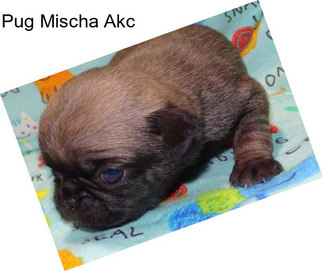 Pug Mischa Akc