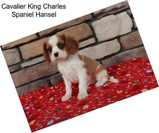 Cavalier King Charles Spaniel Hansel