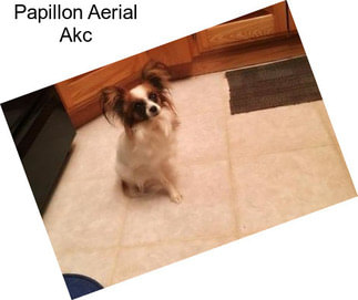 Papillon Aerial Akc