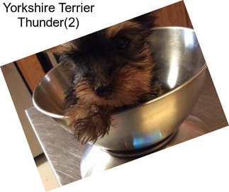 Yorkshire Terrier Thunder(2)
