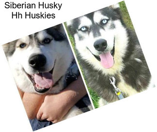 Siberian Husky Hh Huskies