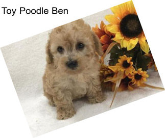 Toy Poodle Ben