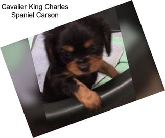 Cavalier King Charles Spaniel Carson